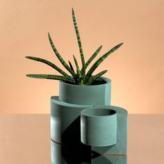 a green plant in a blue vase on a table with a pink wall behind it