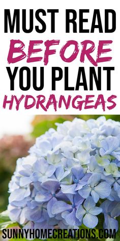 blue hydrant with the words must read before you plant hydrangeas in it