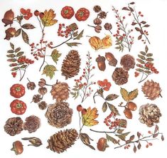 an assortment of pine cones, berries and acorns on a white paper background