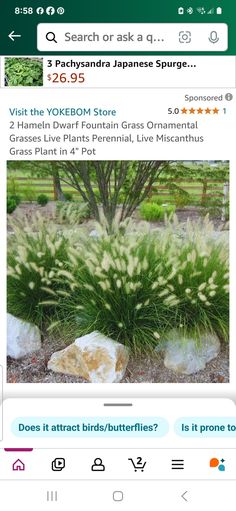 Fountain Grass, How To Attract Birds, Live Plants, Perennials, Plants