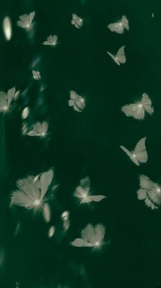 It's all your favourite St Patrick's Day Wallpaper, Enchanting Wallpaper, Green Vibe, Day Wallpaper, Emerald Isle, St Patrick, Dark Green, Butterflies, Green