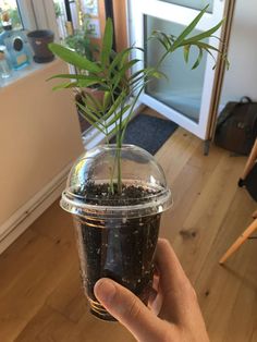 a hand holding a plastic cup filled with dirt and plants