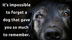 a close up of a dog's face with the words it's impossible to forget a dog that gave you so much to remember