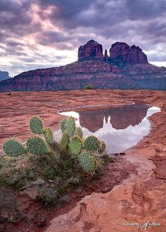 a small pond in the middle of a desert