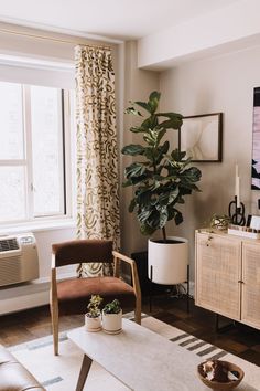 a living room filled with furniture and a large plant in front of a window on top of a wooden coffee table