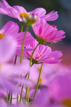 pink flowers are blooming in the sun on a sunny day with blurry background