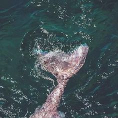 a large animal swimming in the ocean with its head above the water's surface