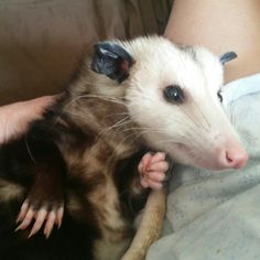 a ferret is being held by someone's arm