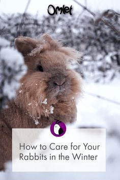 a rabbit in the snow with text overlay that reads how to care for your rabbits in the winter