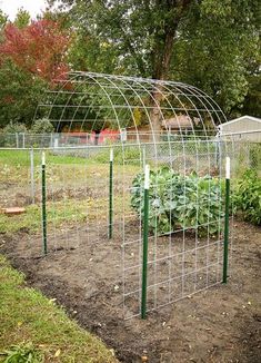 an outdoor garden with several vegetables growing in it