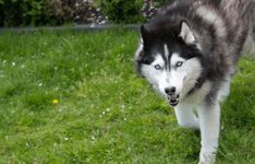 a black and white husky dog walking across a lush green field with trees in the background