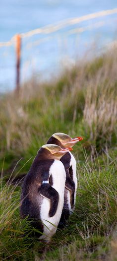 a small penguin sitting in the grass near water with its head on it's back