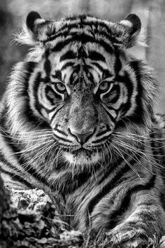 a black and white photo of a tiger