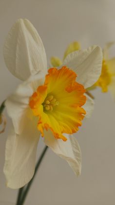 two white and yellow flowers in a vase