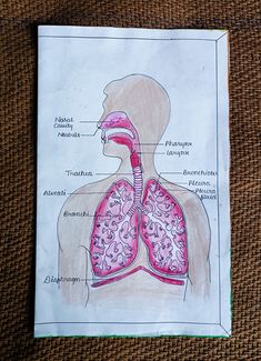 a diagram of the human body and lungs