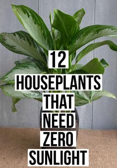 houseplants that need zero sunlight