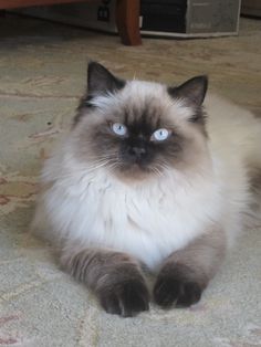 a cat with blue eyes laying on the floor