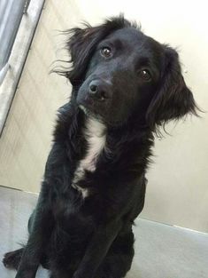 a black and white dog sitting on the floor in front of a mirror looking up