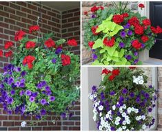 four different types of flowers in hanging baskets