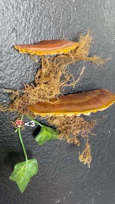 two pieces of food sitting on top of a table next to a leafy plant