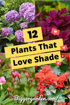 flowers with the words 12 plants that love shade