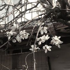 white flowers are blooming on the branches of a tree in front of a building