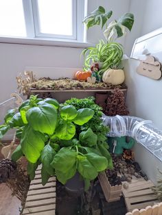 some green plants are in a room with white walls