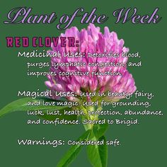 Clover Magical Properties, Properties Of Herbs, Beginner Witch, Herbal Education, Spells For Beginners, Red Clover