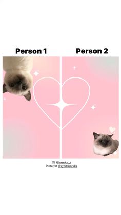 two siamese cats sitting next to each other on a pink background with the caption person 1