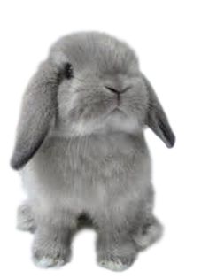 a gray stuffed rabbit sitting up against a white background