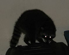 a raccoon standing on top of a piece of luggage with glowing eyes in the dark