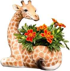 a giraffe sitting down with flowers in it's mouth