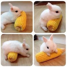 four pictures of a small white rabbit eating corn on the cob, and then playing with it