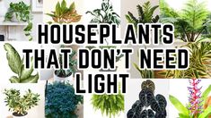 houseplants that don't need light