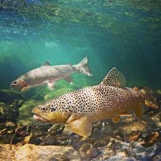 two fish swimming in the water next to rocks and algae on the bottom of the water