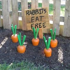 some carrots are sitting in the dirt near a sign that says rabbits eat free