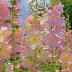 pink and yellow flowers are blooming in the garden