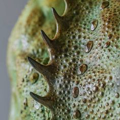 a close up view of the inside of a green plant with water droplets on it