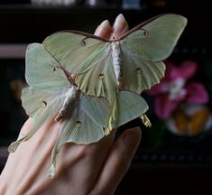 a large green butterfly sitting on top of someone's hand