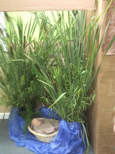 there is a basket with plants in it on the blue tarp next to a door