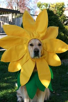 a dog wearing a sunflower costume in the grass