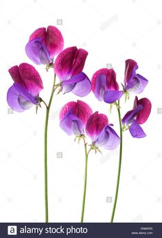 pink and purple flowers on white background with clippings to the bottom right side