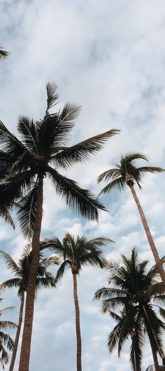 black and white photograph of palm trees against cloudy sky