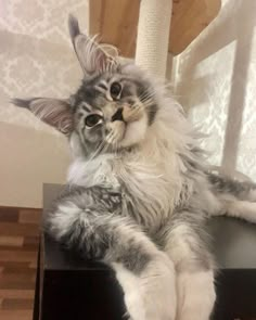 a grey and white cat sitting on top of a table