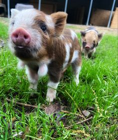 two small pigs are standing in the grass