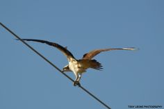 an ostrich is perched on top of a power line with its wings spread