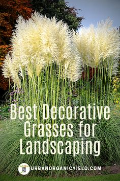 some tall grass with the words best decorative grasses for landscaping in front of trees and bushes