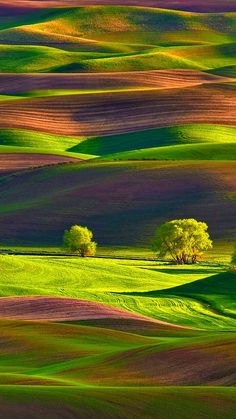 the rolling hills are covered in green and purple grass, with trees on each side