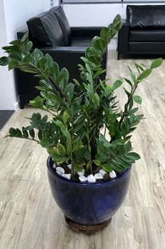 a potted plant sitting on top of a hard wood floor