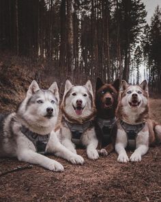 three husky dogs are sitting in the woods